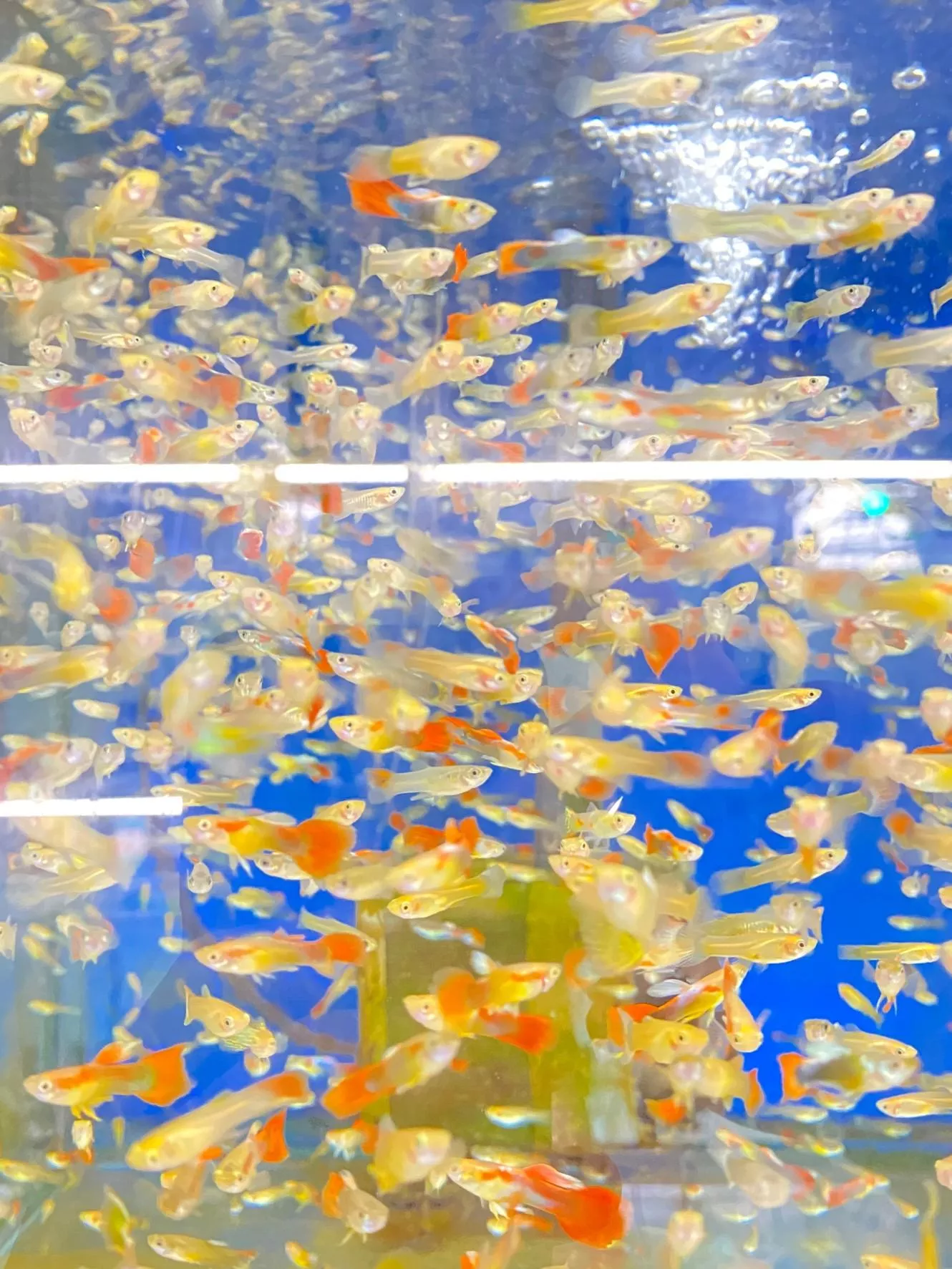 2元無品系孔雀魚—單隻／套組