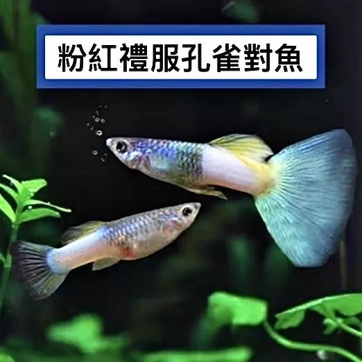 粉紅禮服孔雀魚 – 公母精品對裝