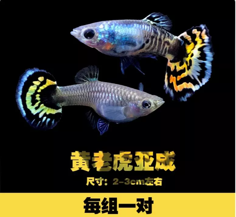黃老虎孔雀對魚(數量少) – 公母精品對裝