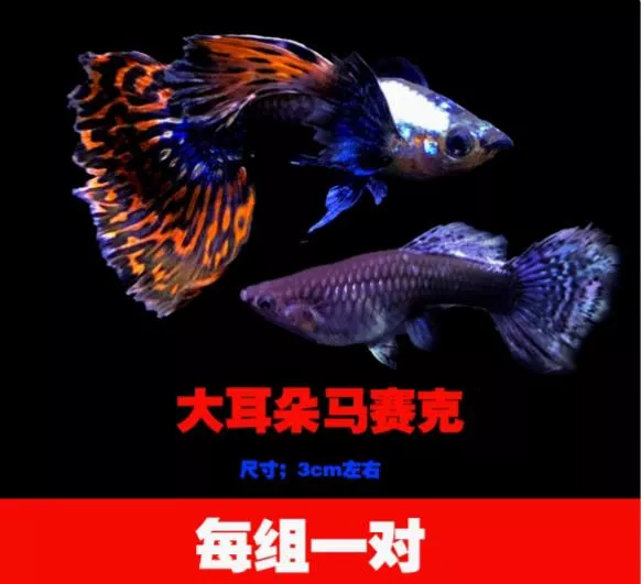 白金紅尾大耳孔雀魚– 公母精品對裝