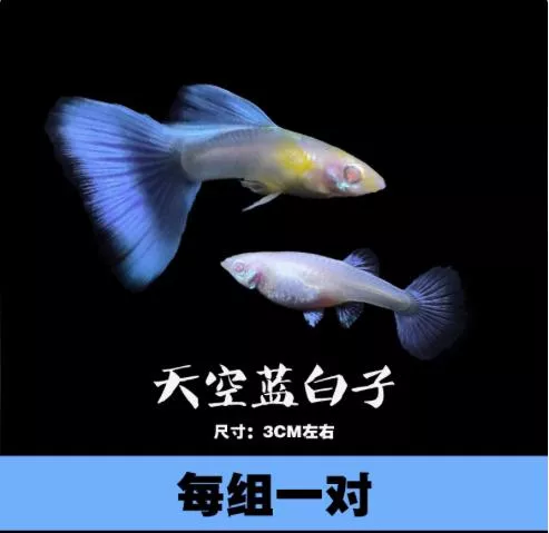 天空藍白子孔雀對魚 – 公母精品對裝