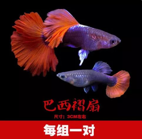 巴西紅扇孔雀對魚 – 公母精品對裝