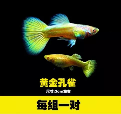 24K黃金甲孔雀對魚– 公母精品對裝