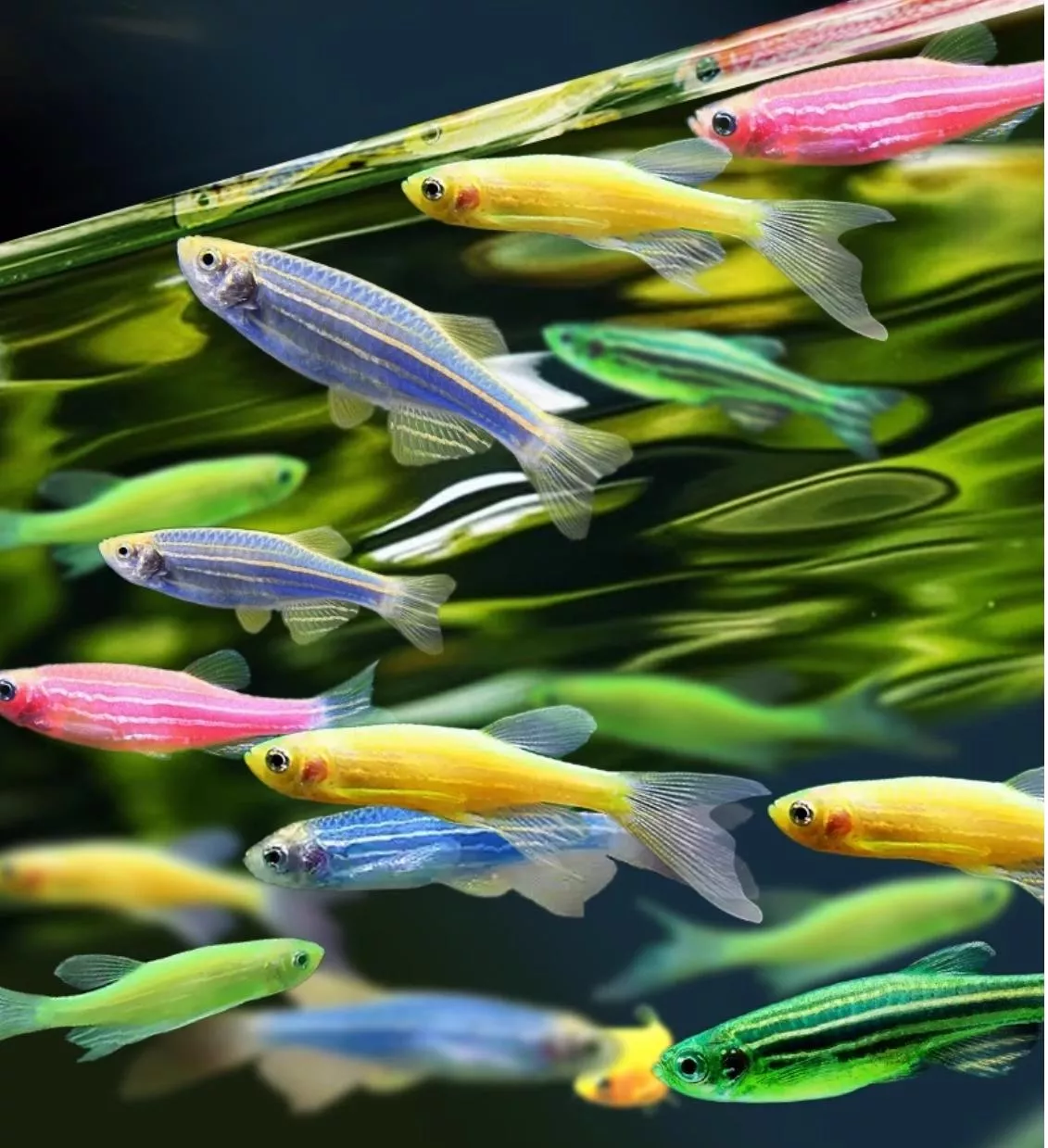 綜合彩虹班馬仙子(顏色混合隨機出貨)