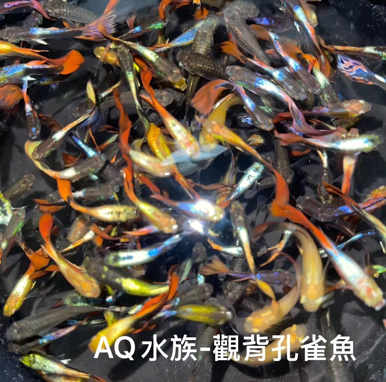 鎏金觀背孔雀魚