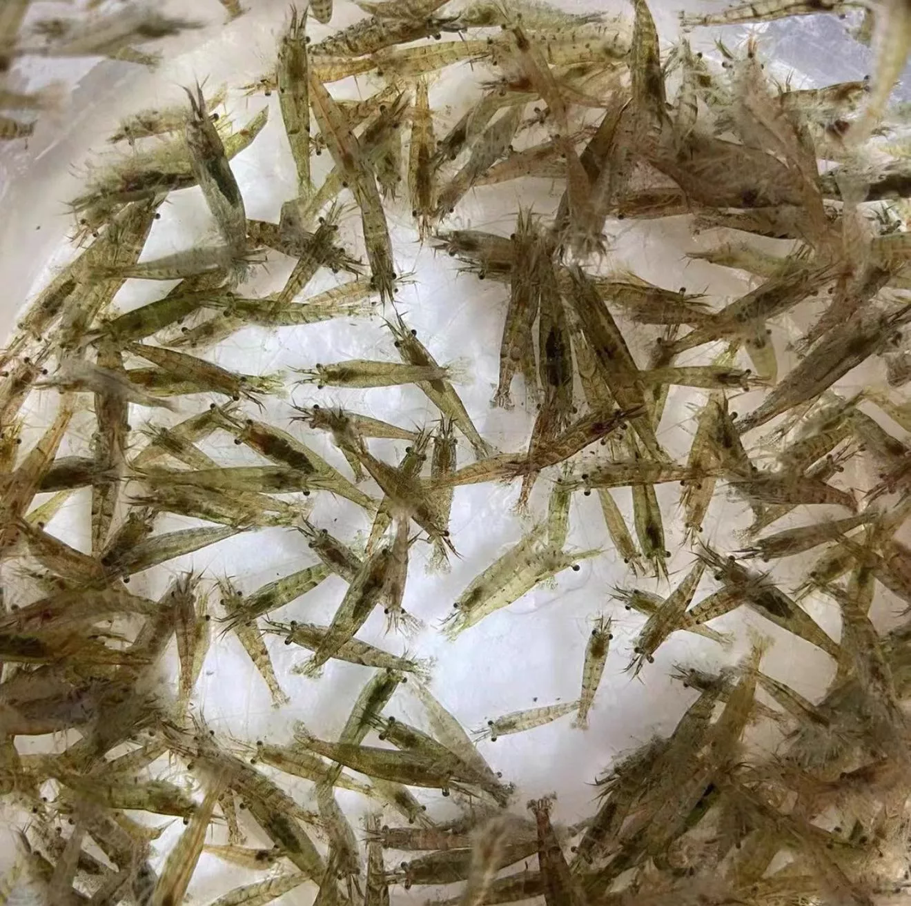 黑殼蝦_優惠組合