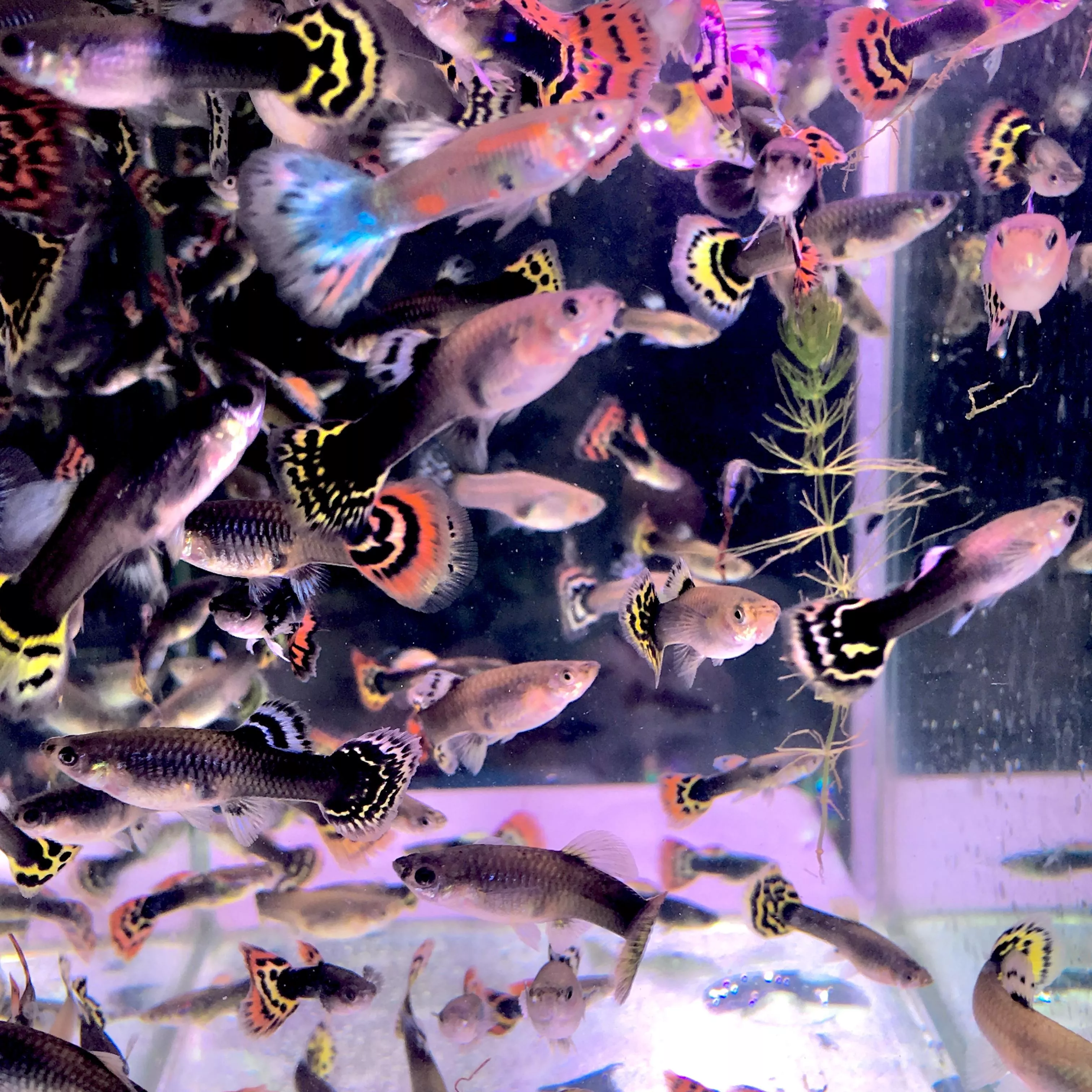 龍頭大花孔雀魚