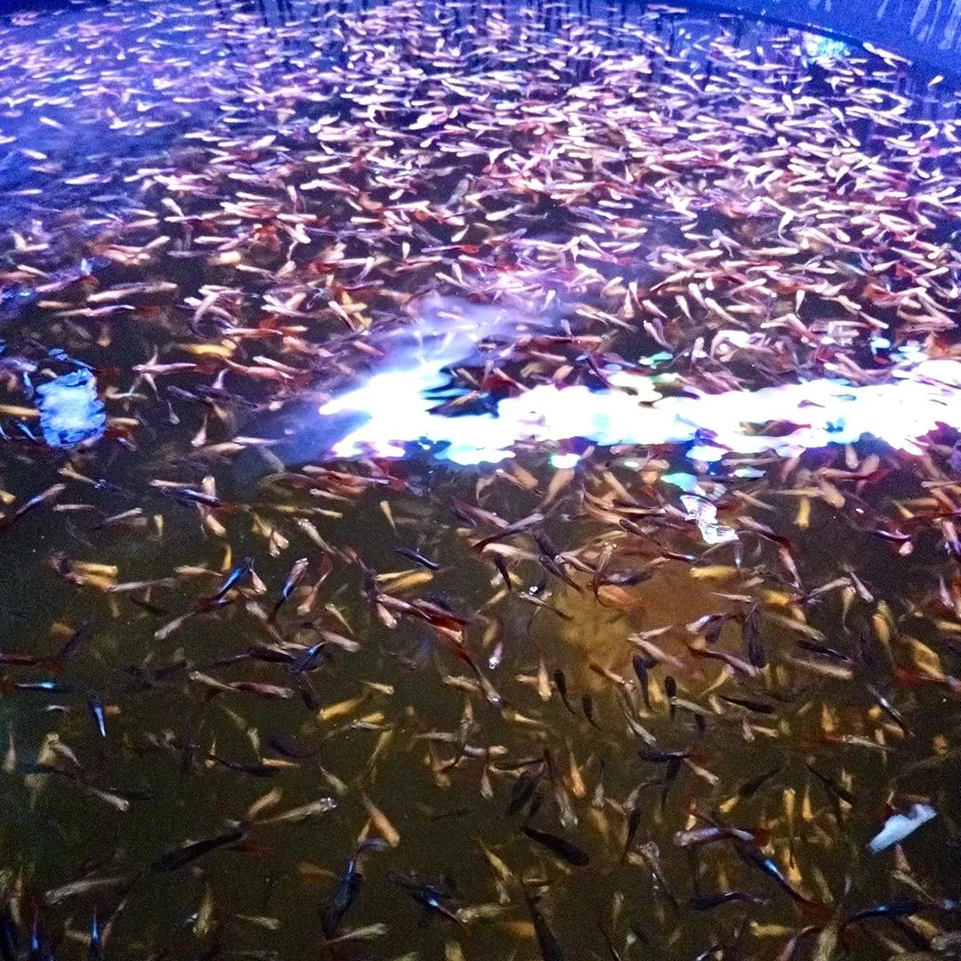 2元無品系孔雀魚-單隻下單