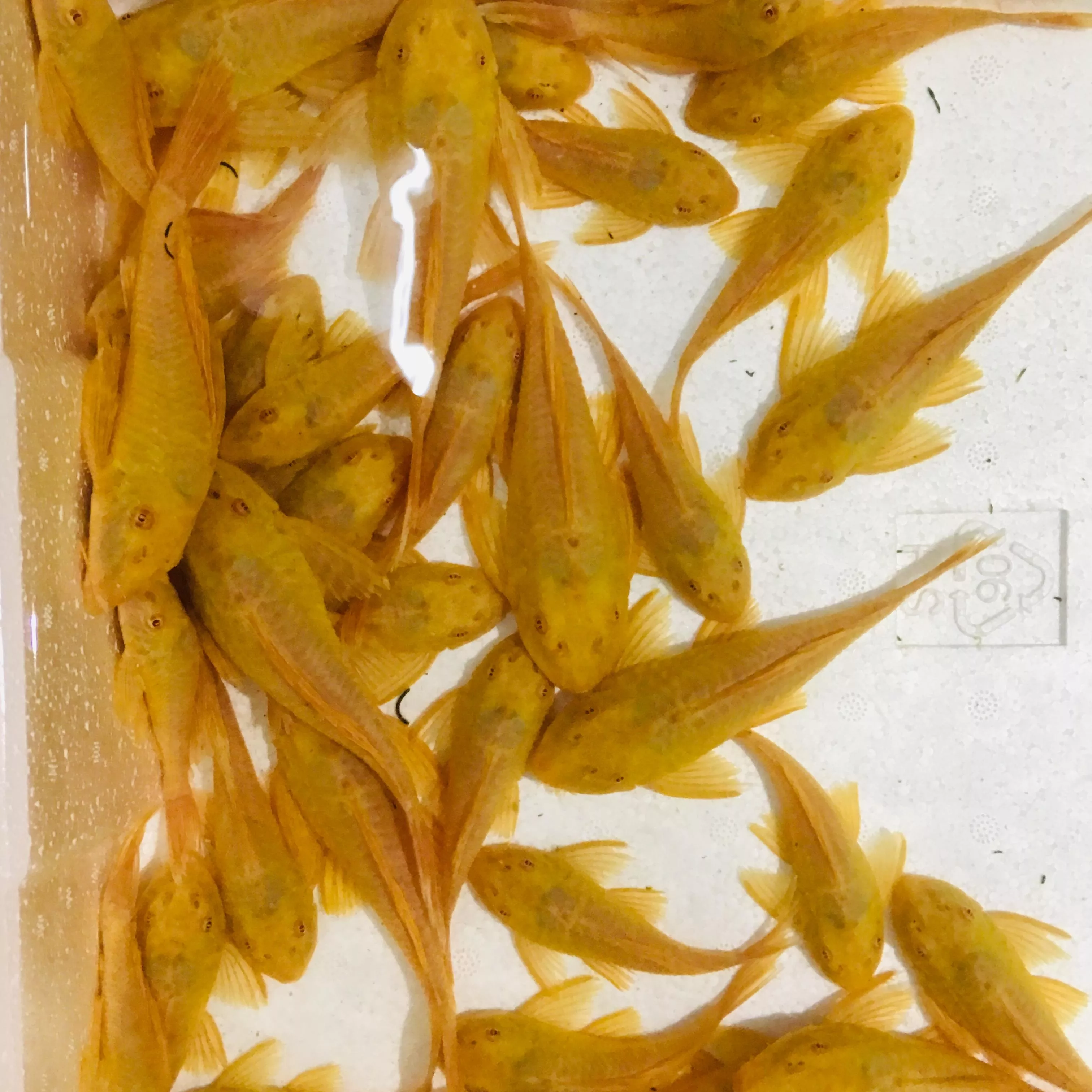 女王異形_吃青苔