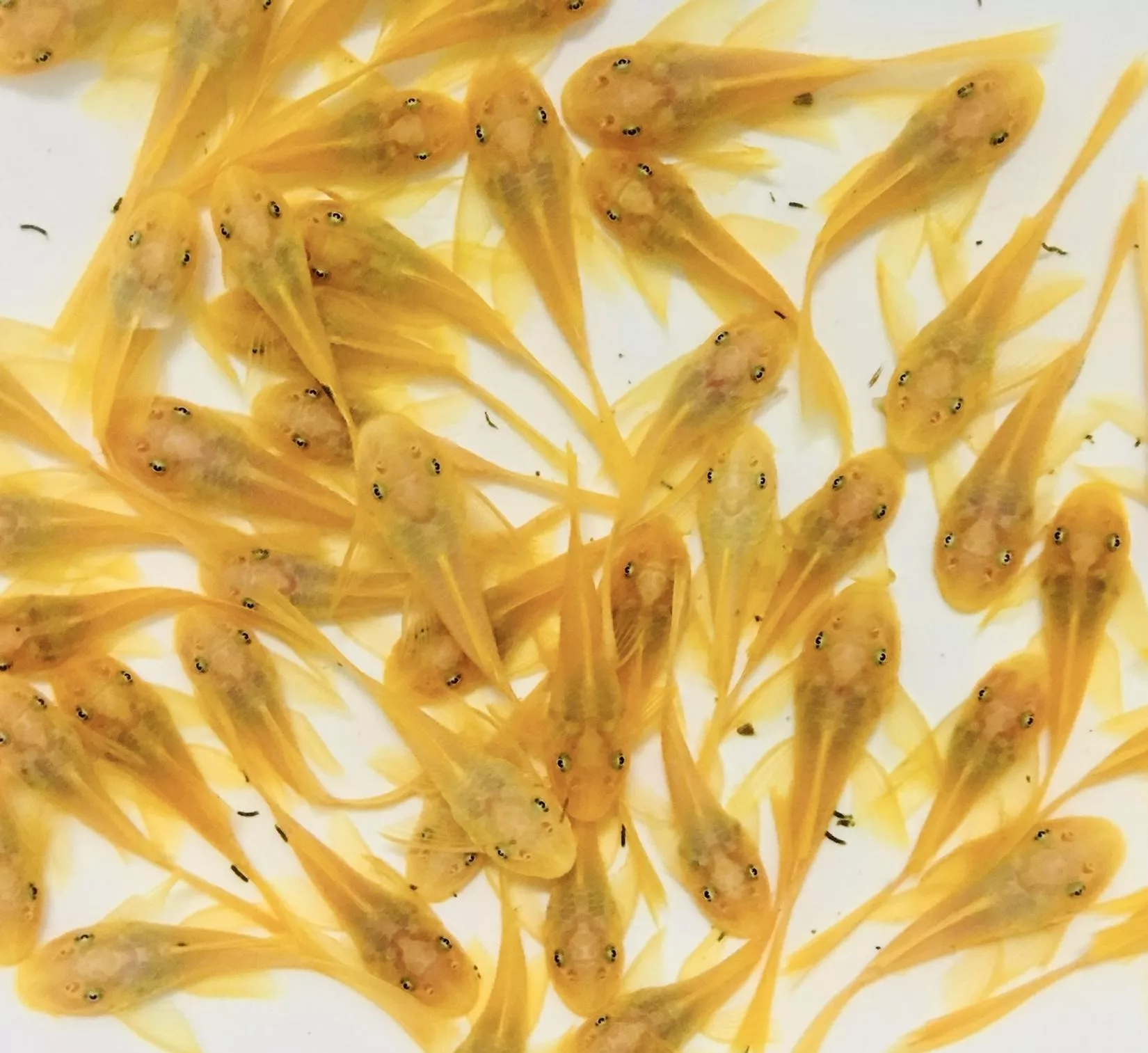 藍眼大帆天使異形_繁殖組