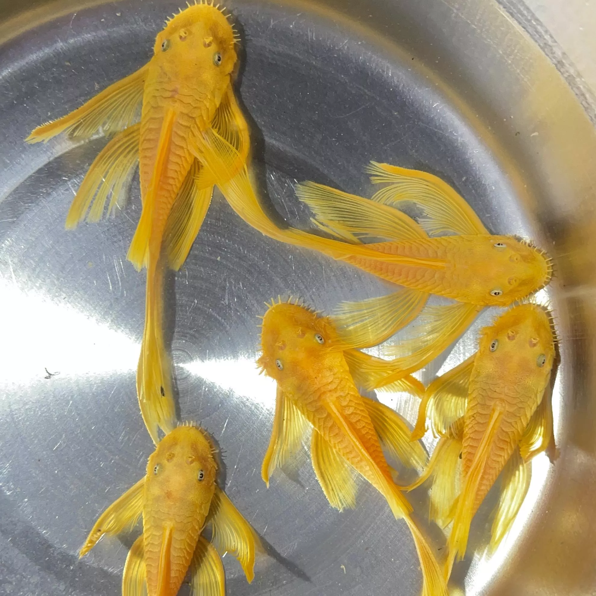 藍眼大帆種魚_公