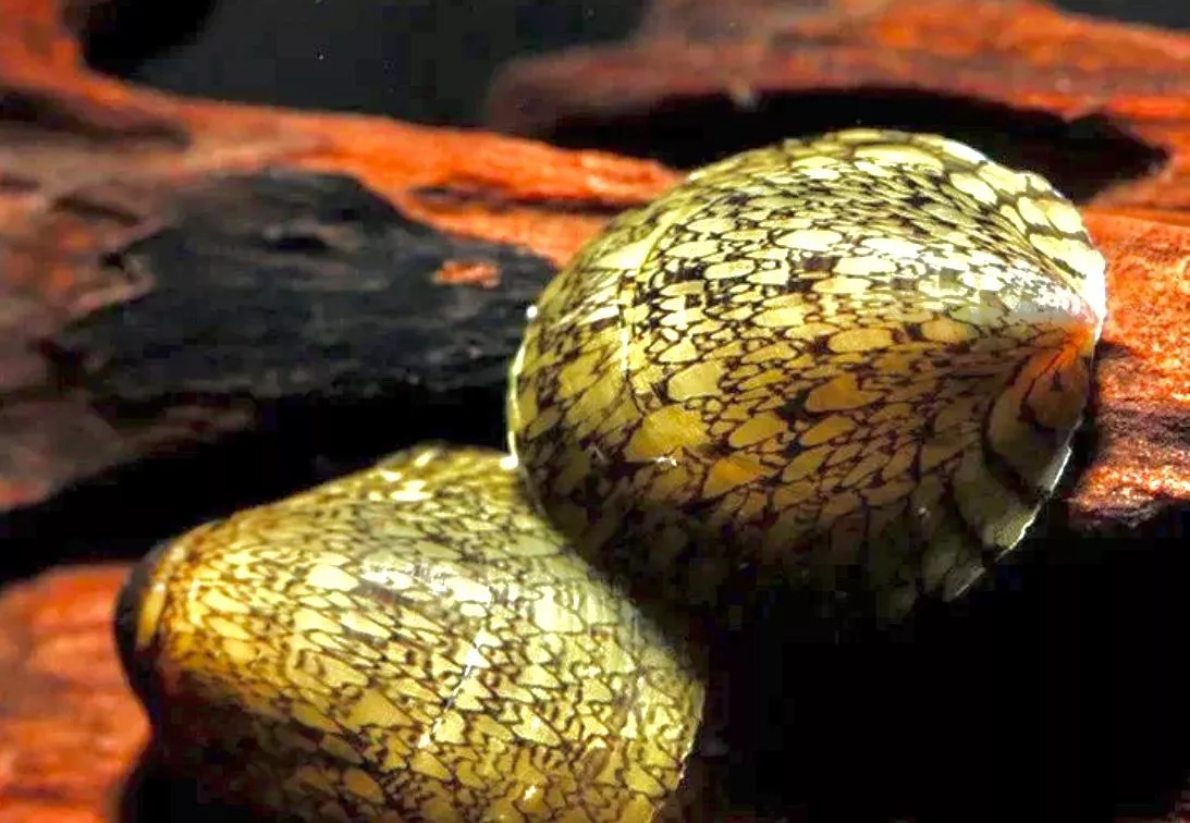 笠螺_鮑魚螺_觀賞螺