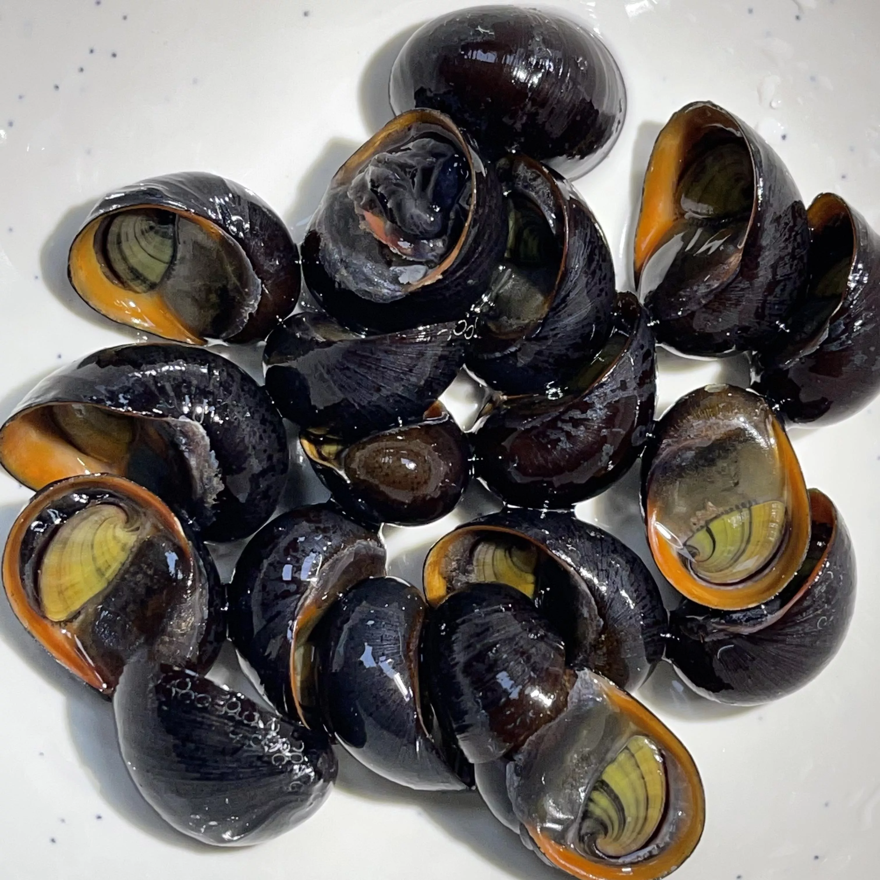 黑金剛螺_軍帽螺_觀賞螺