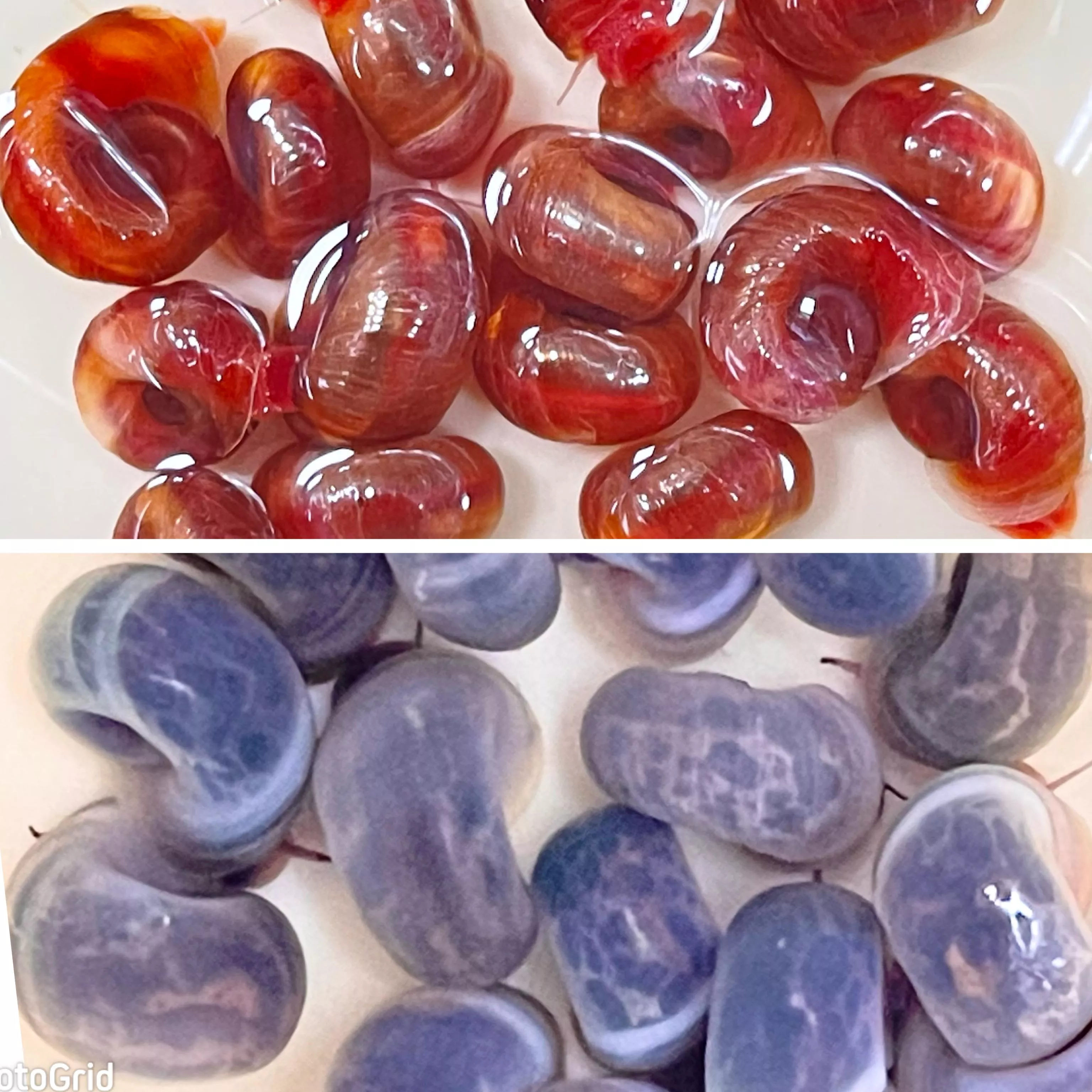 粉紅蘋果螺/藍蘋果螺_觀賞螺