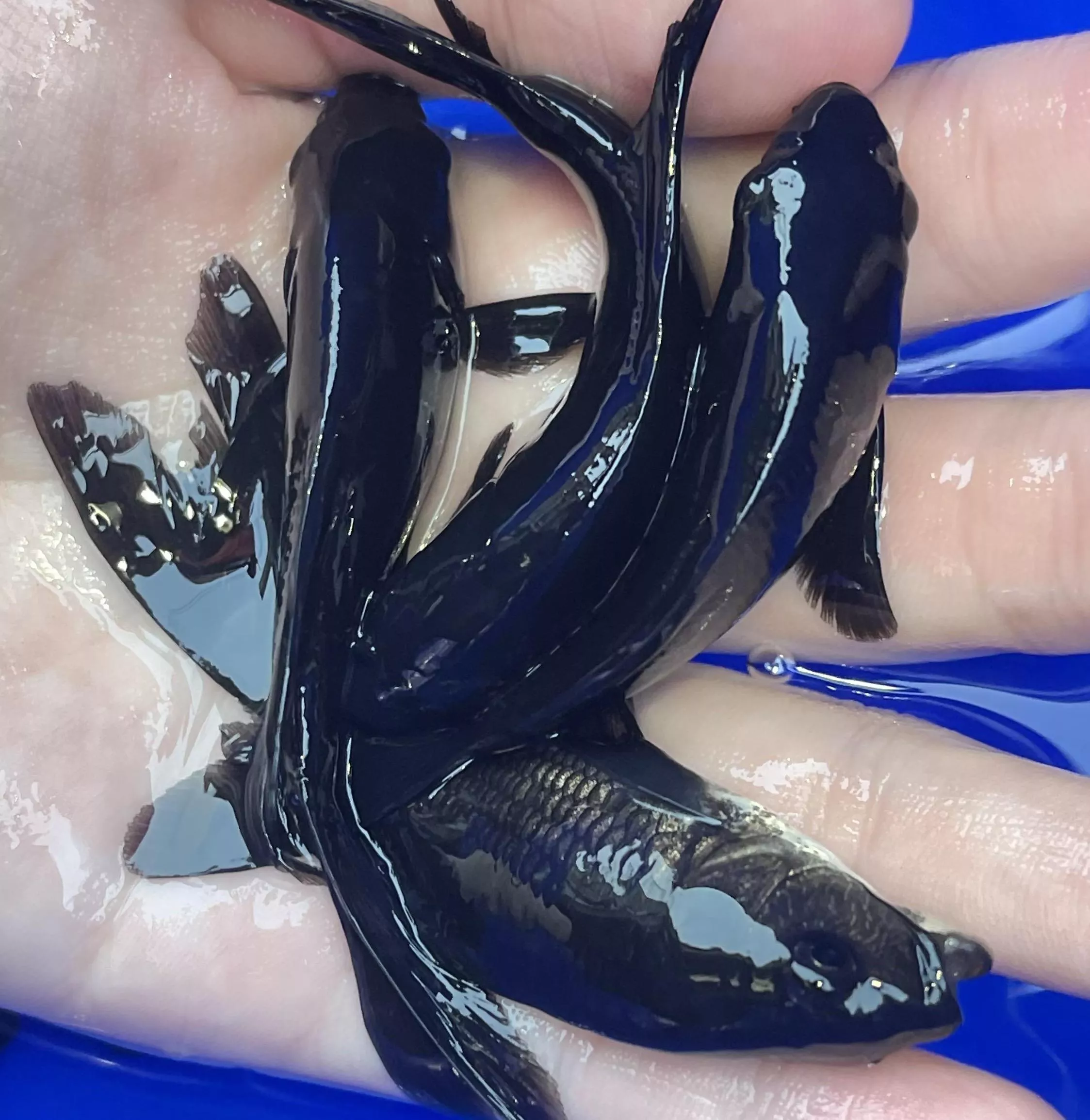 黑蝴蝶龍鯉_組合