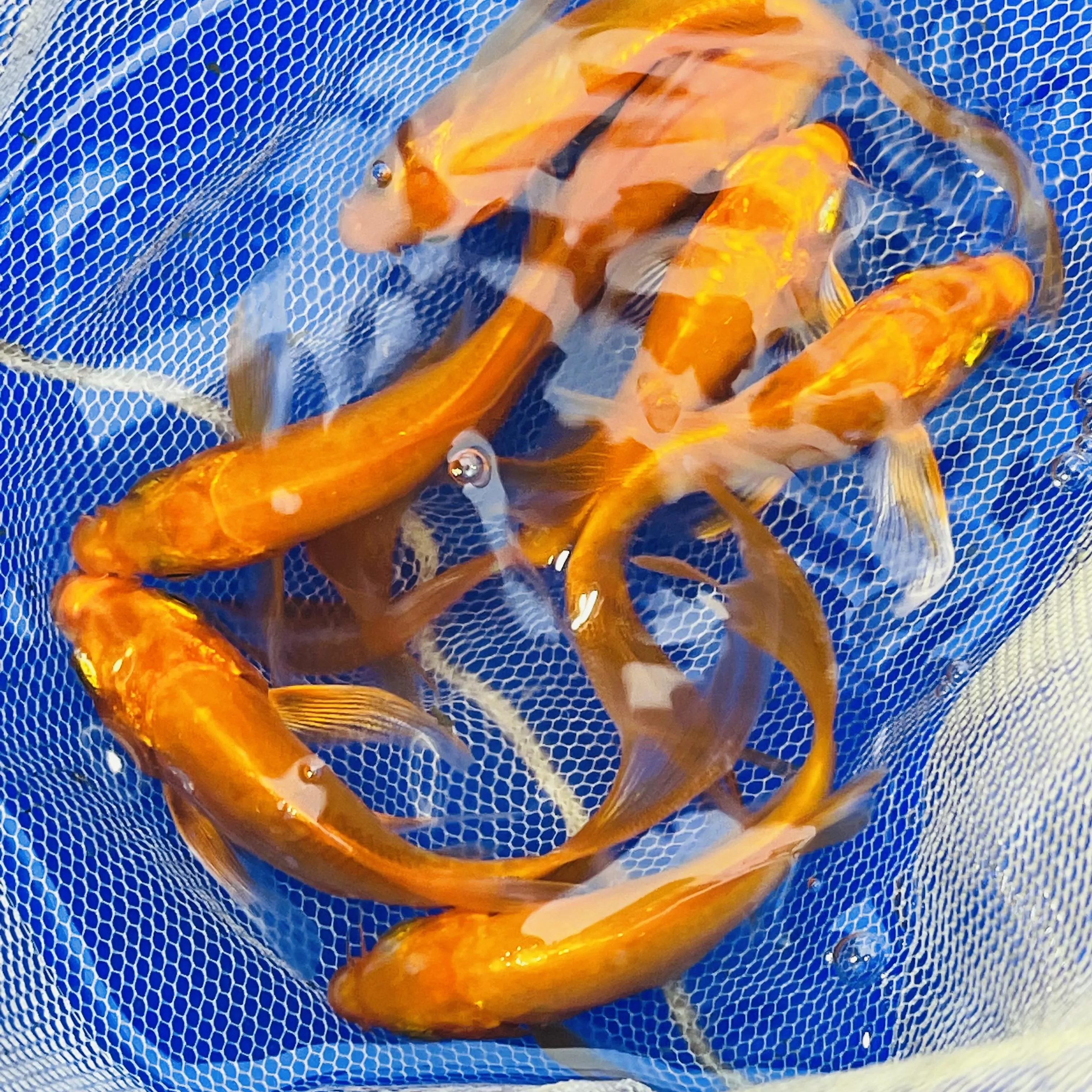 紅蝴蝶龍鯉_組合