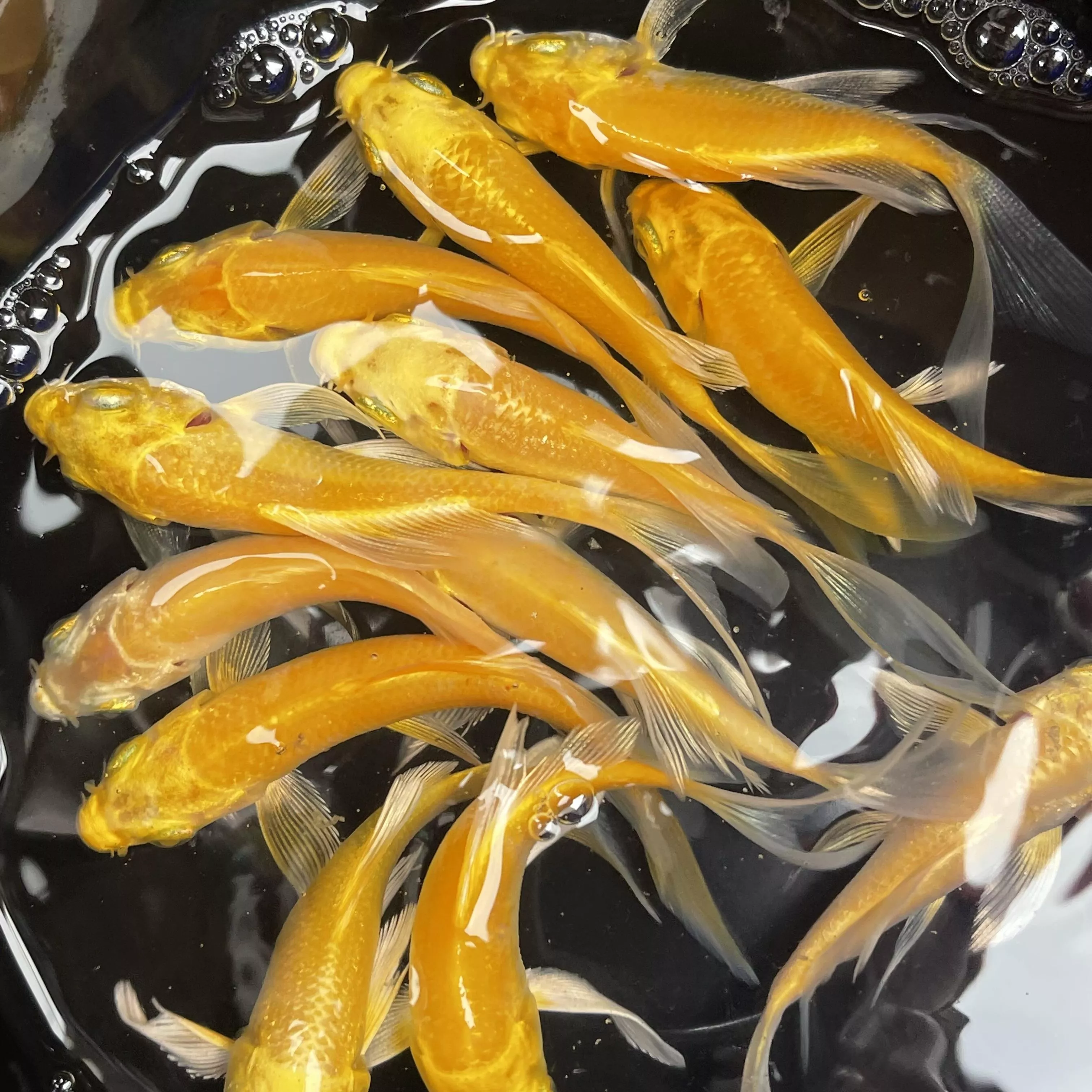 黃金蝴蝶龍鯉_組合