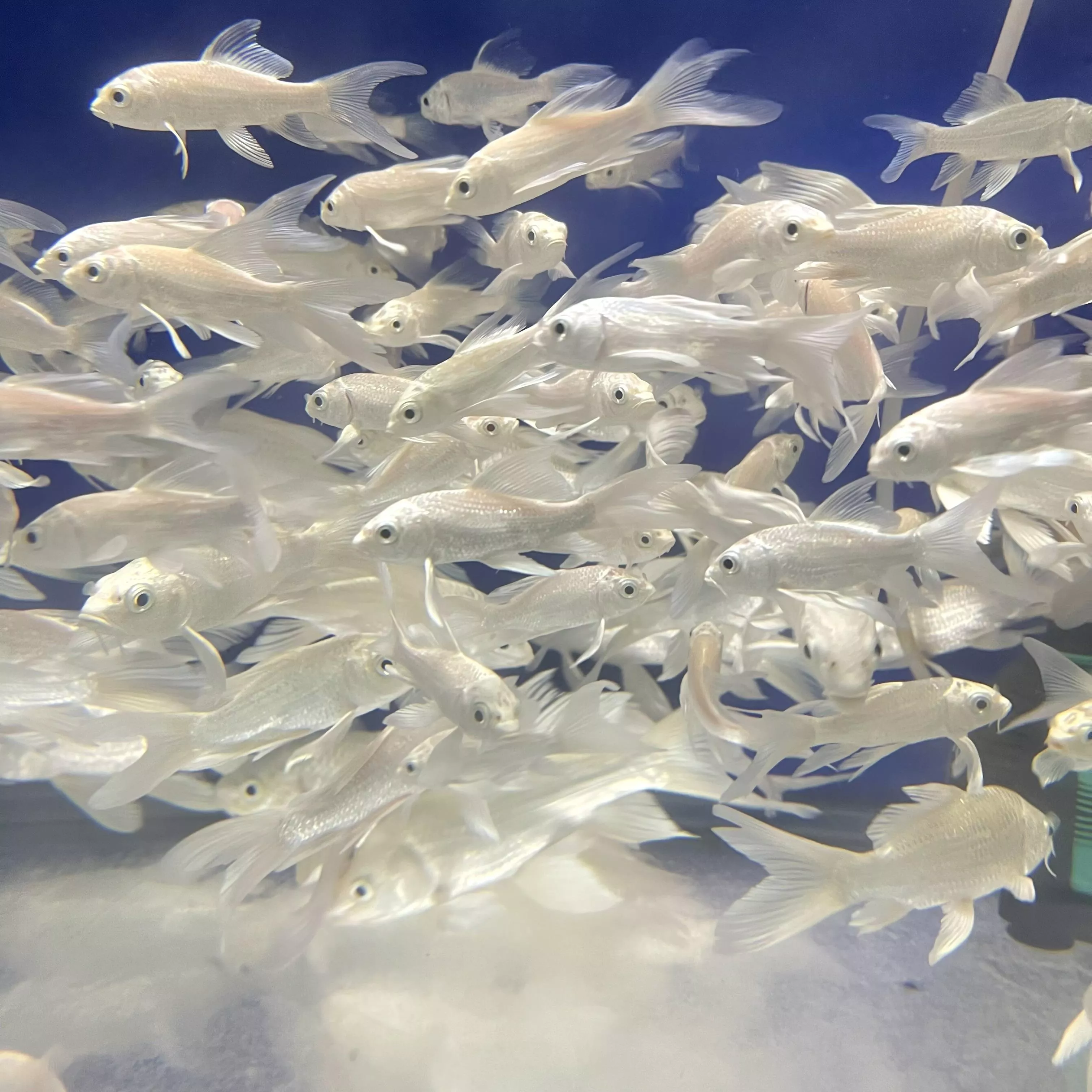 白金蝴蝶龍鯉_組合