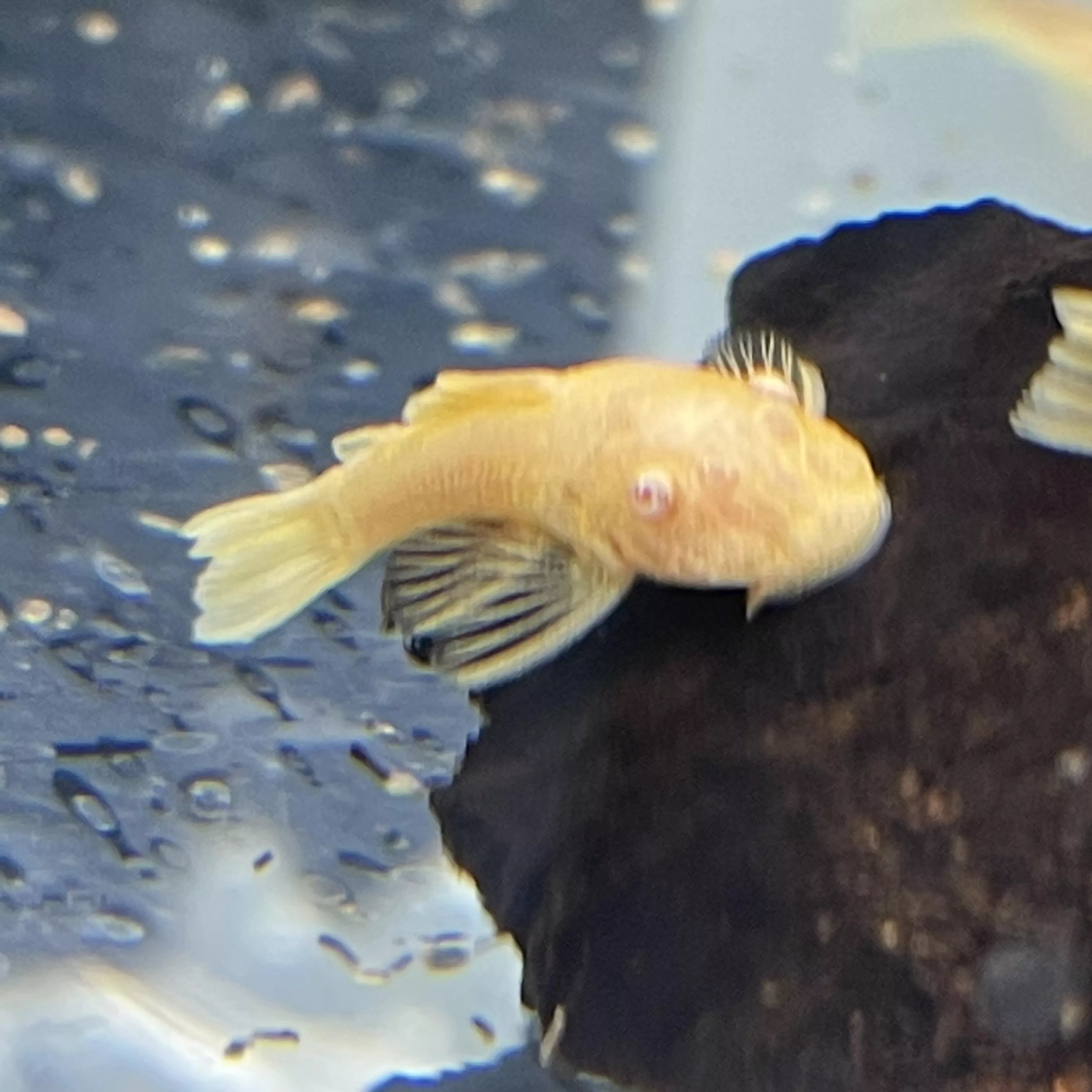 紅眼鬍子_小魚/繁殖組