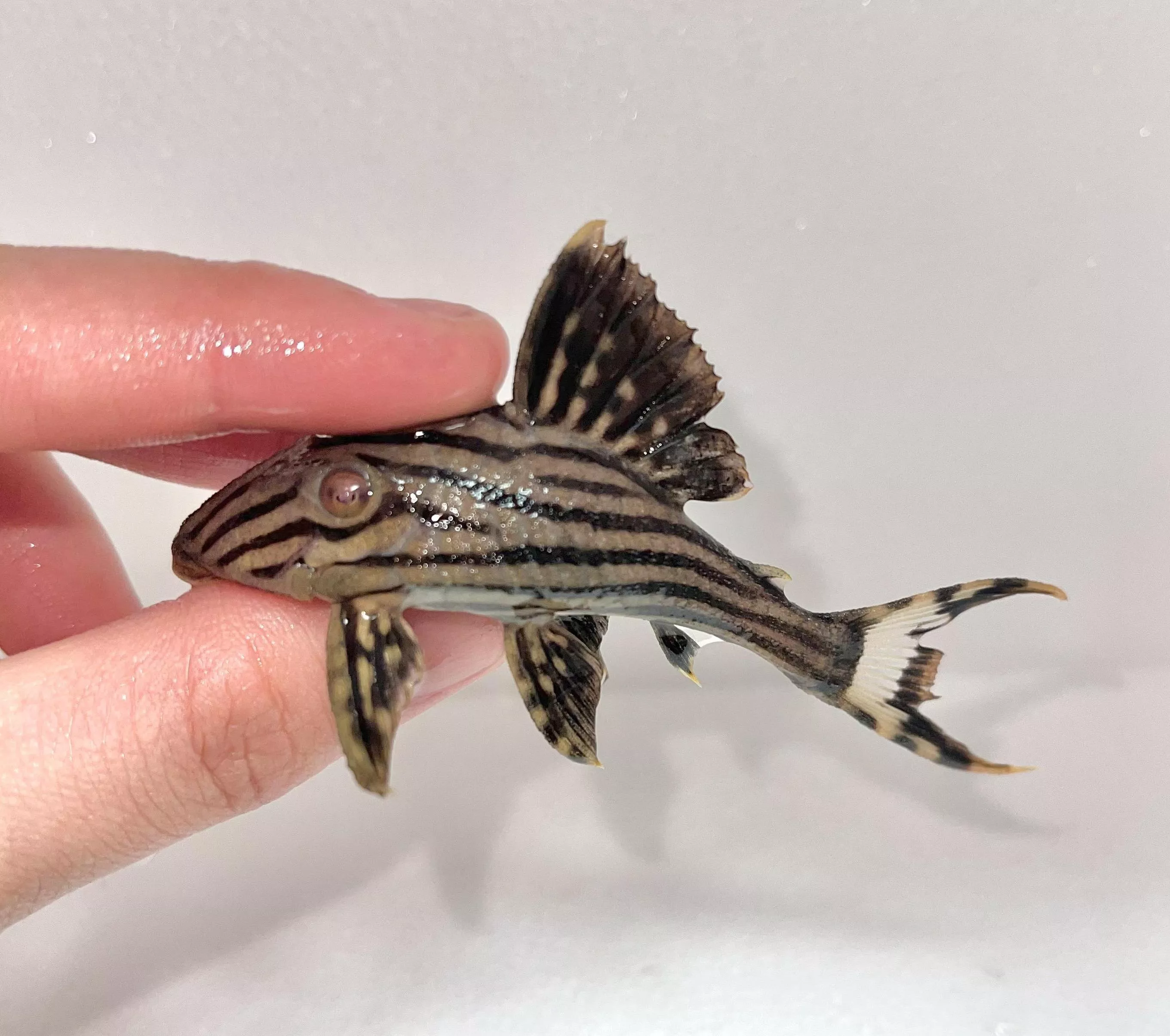 L190白金皇冠豹 異形