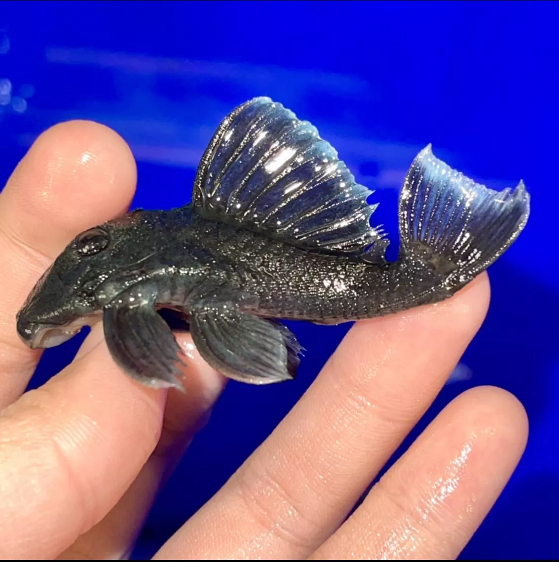 L239藍絲絨 異形