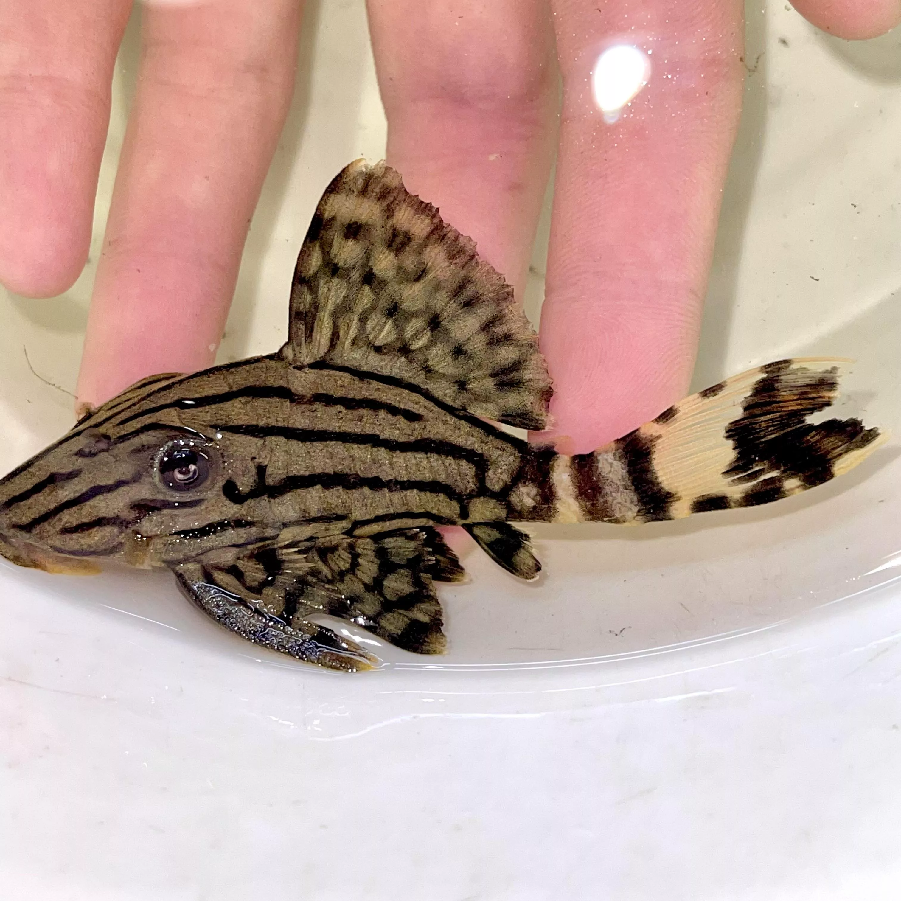 L191綠皮皇冠豹 異形