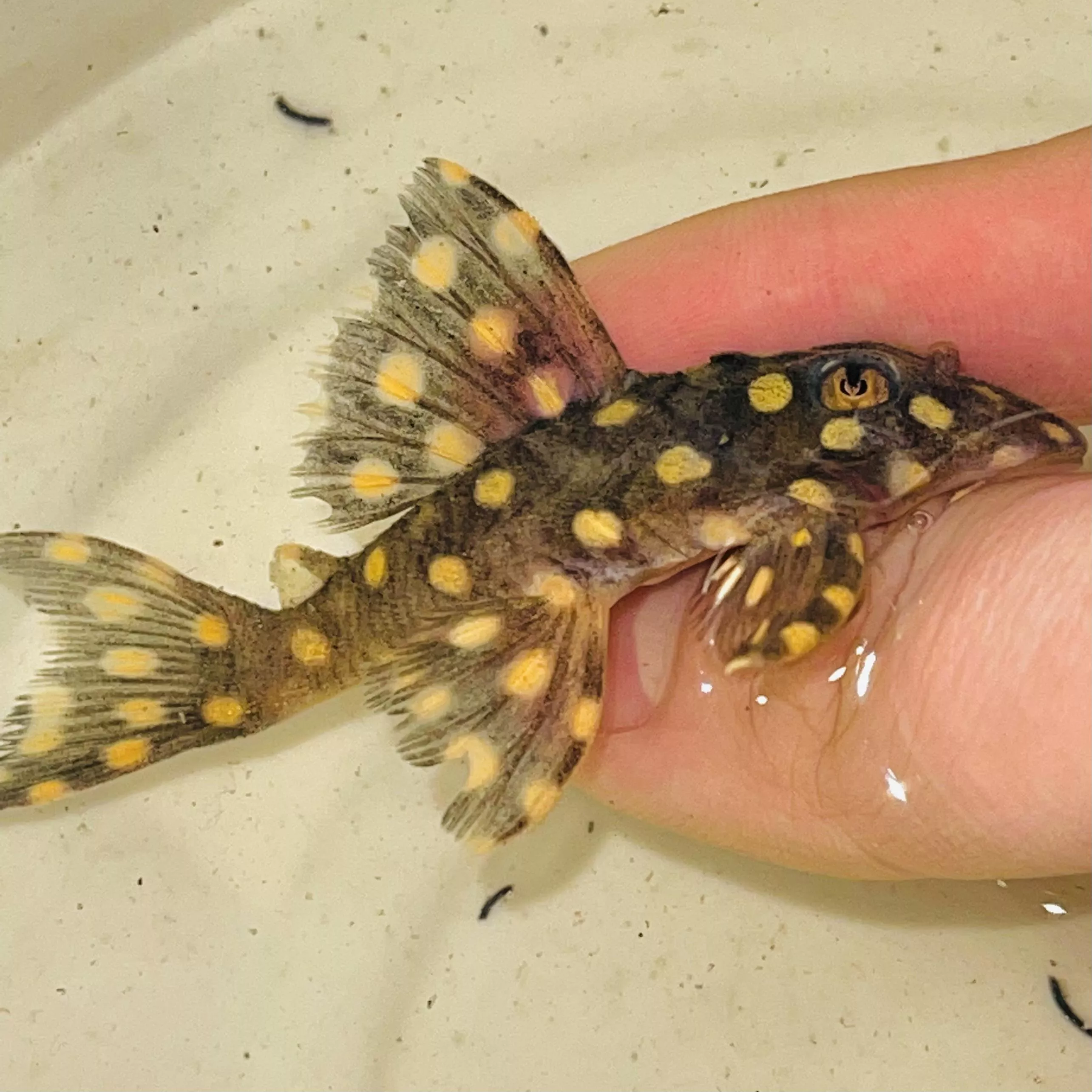 L471皇后雪球_異型