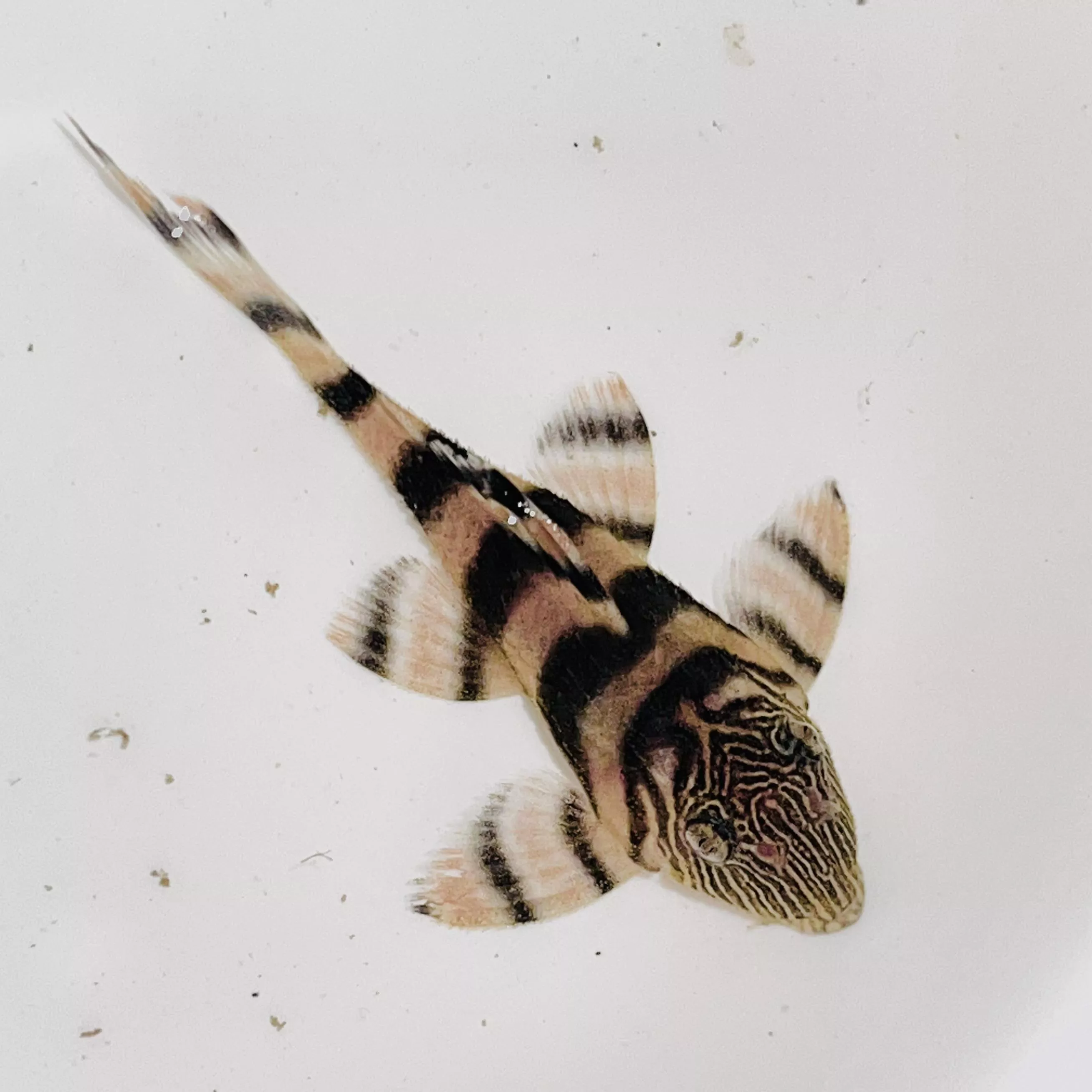 L397阿蓮卡鬼面紅老虎