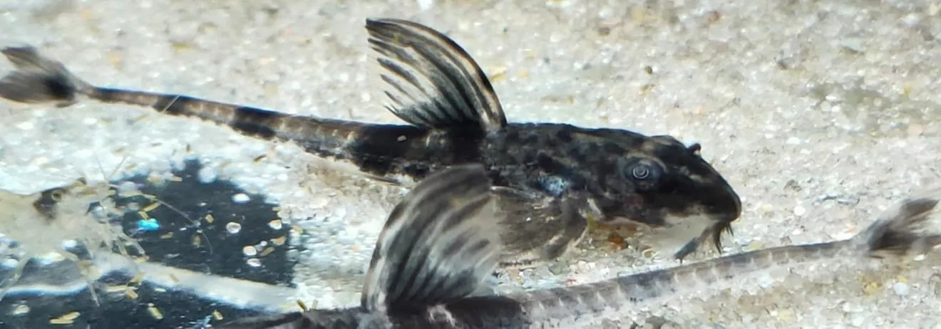 皇冠直升機_吃青苔