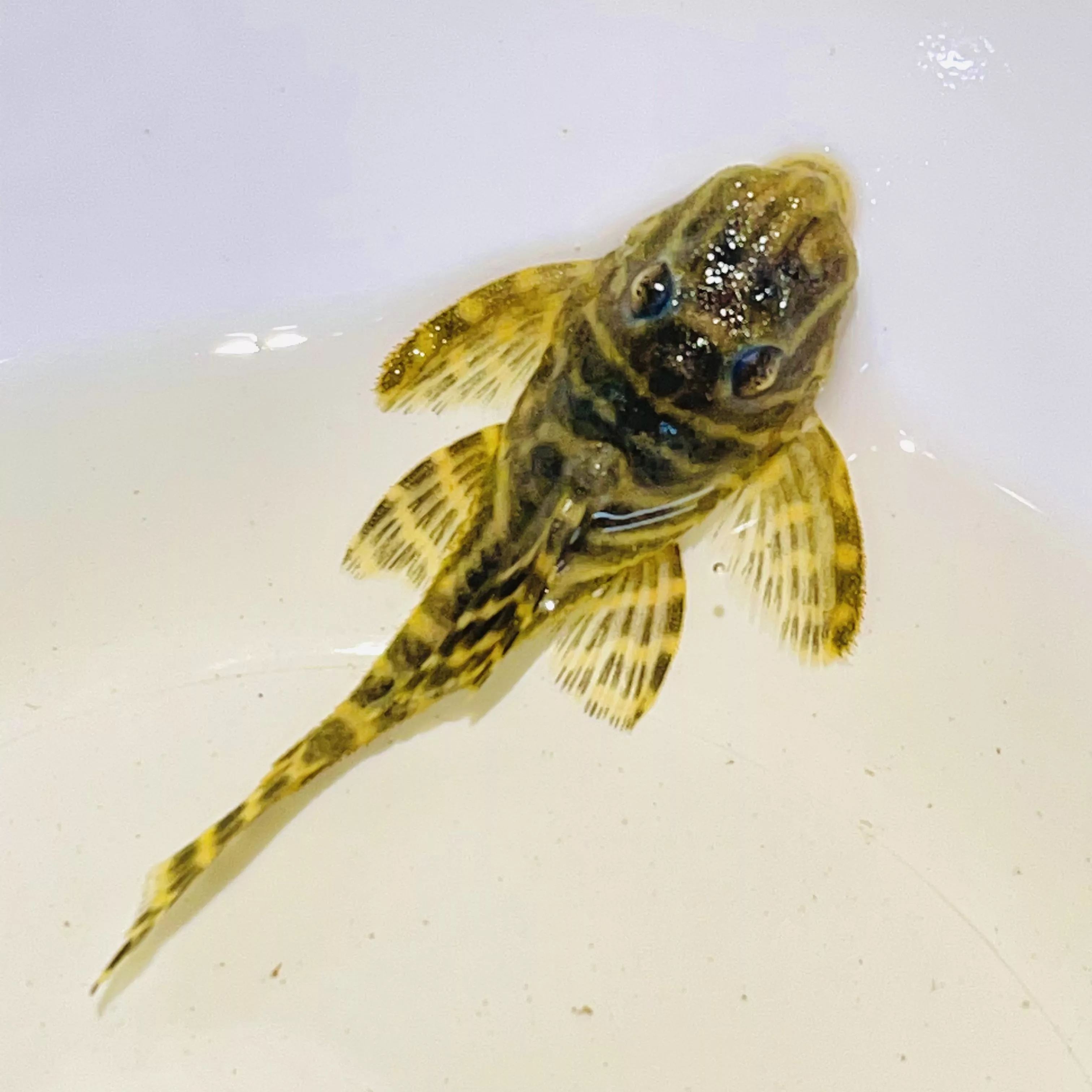 L340巧克力斑馬_異型