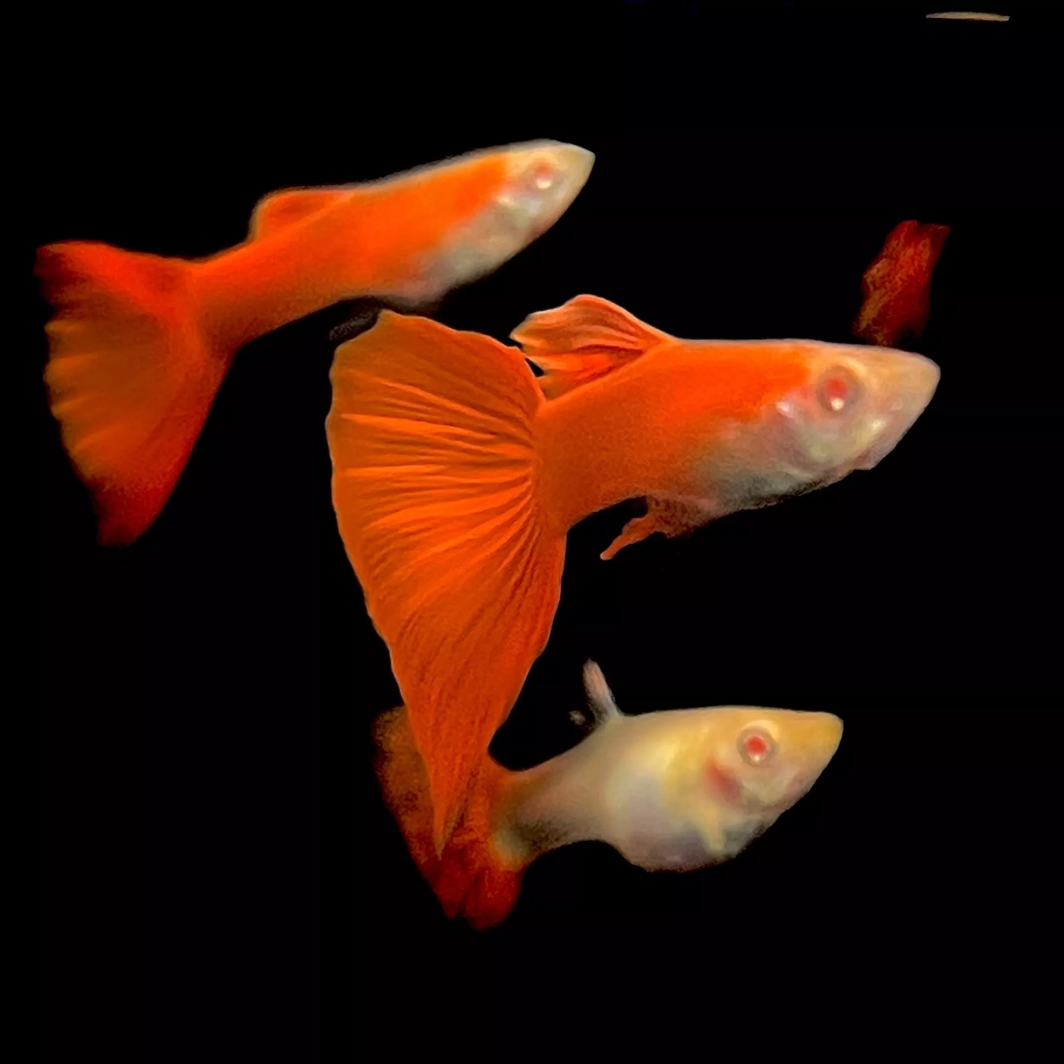 全紅白子孔雀對魚-公母精品對裝