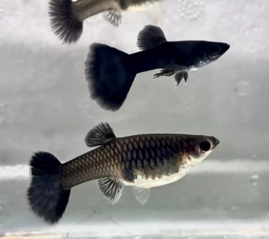 黑木炭孔雀對魚 – 公母精品對裝