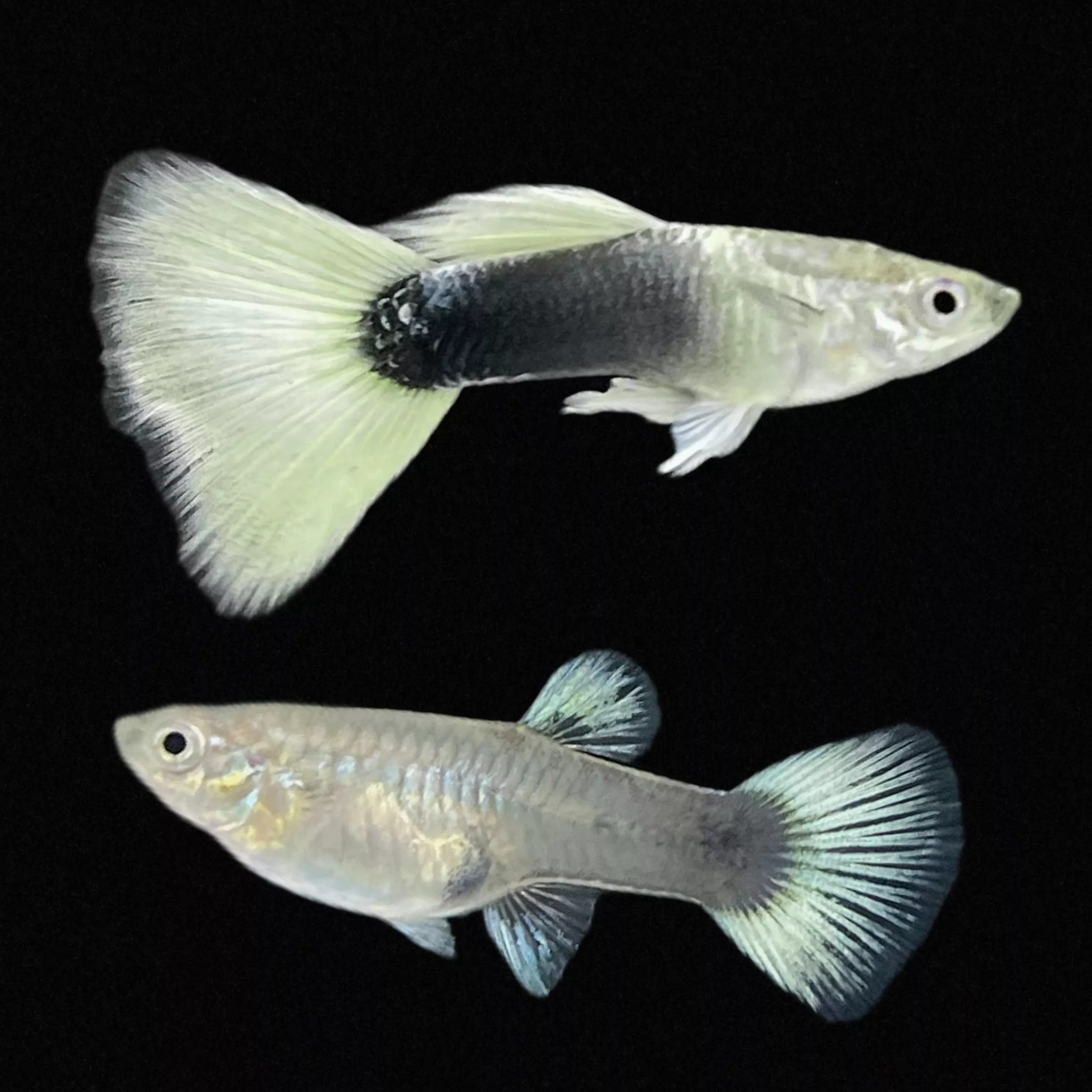 德系黃尾禮服孔雀魚 – 公母精品對裝