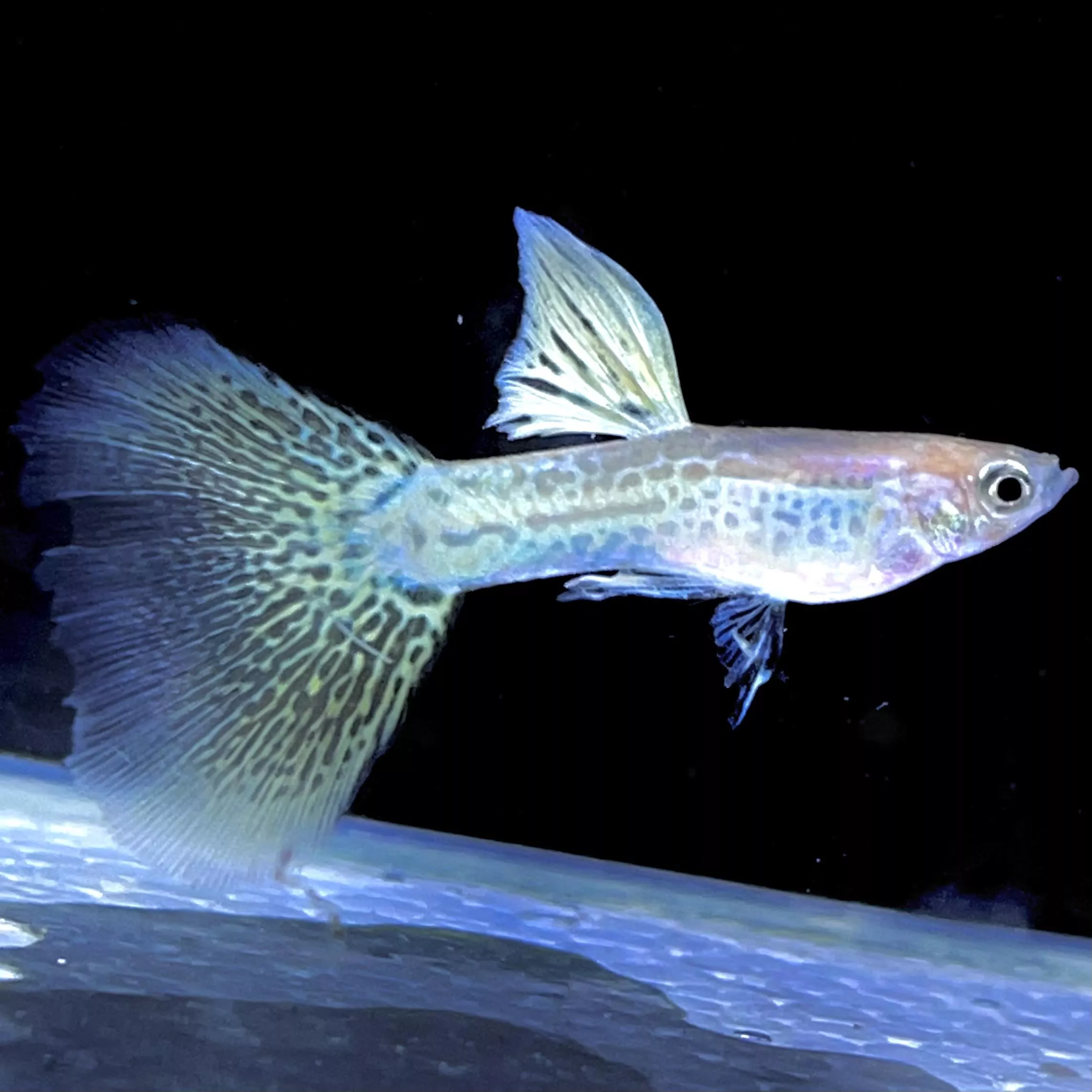 黃蕾絲孔雀魚 – 公母精品對裝
