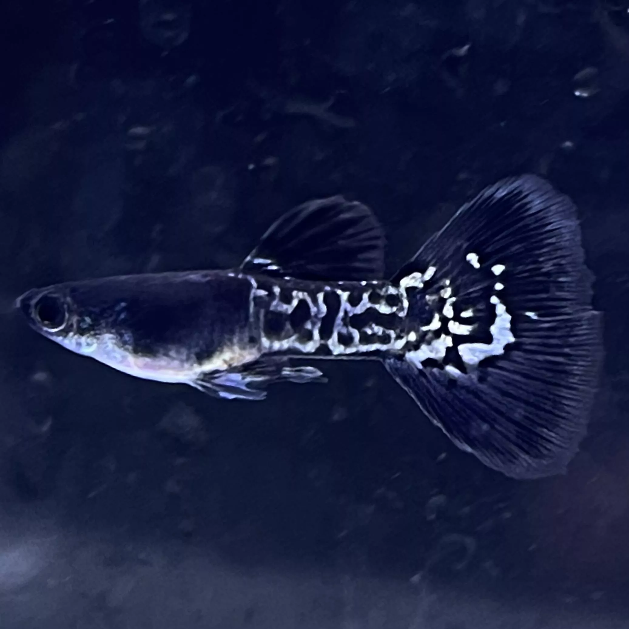 蛇王全黑尾孔雀魚 – 公母精品對裝