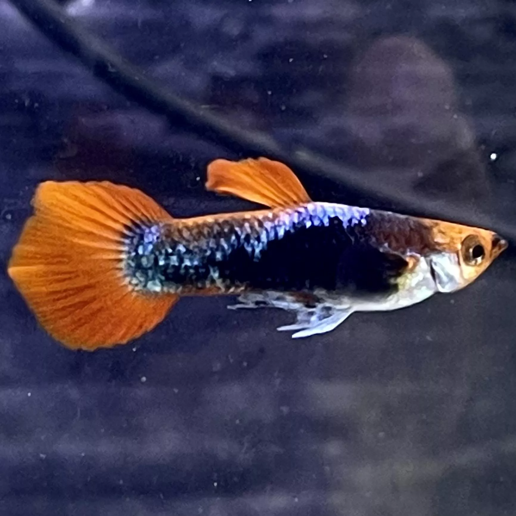 丹頂禮服孔雀對魚 – 公母精品對裝