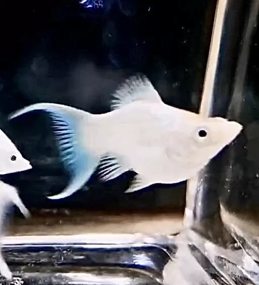 白金琴尾瑪莉魚