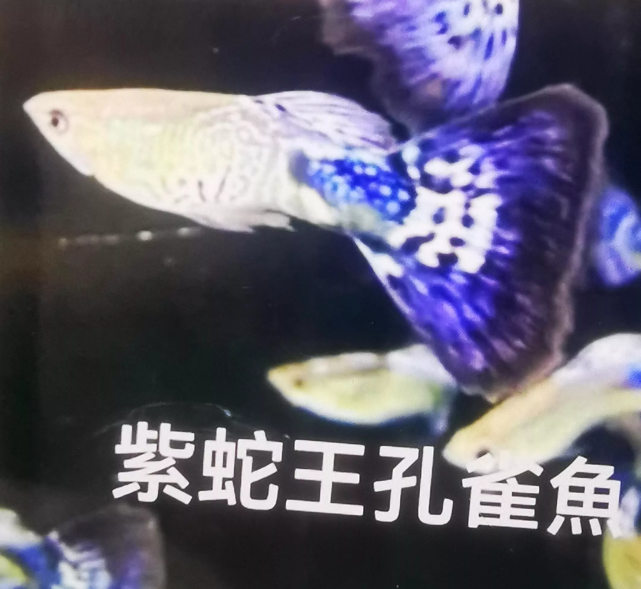 紫蛇王孔雀魚_公_母