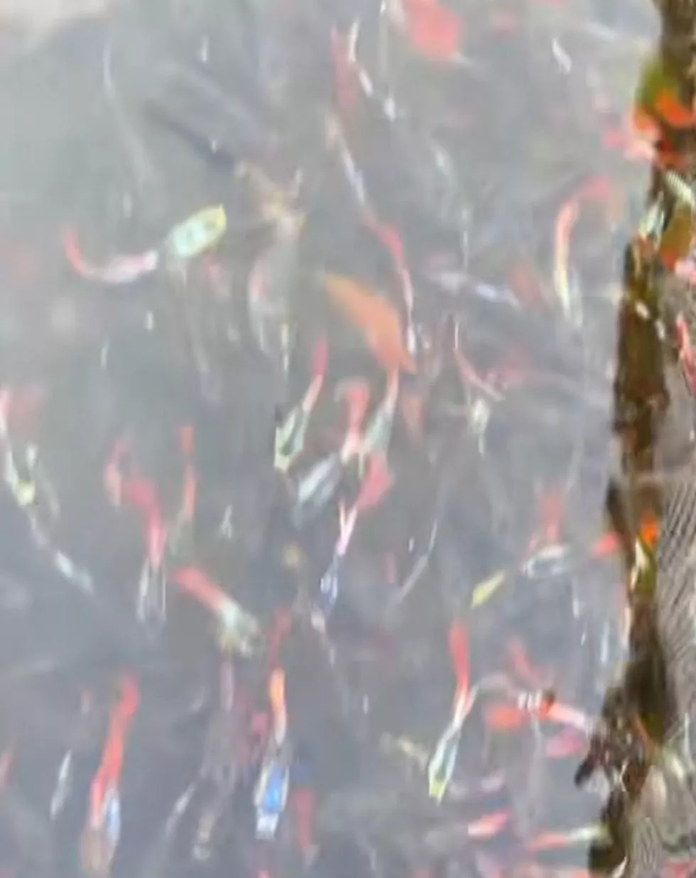 B級大耳孔雀魚