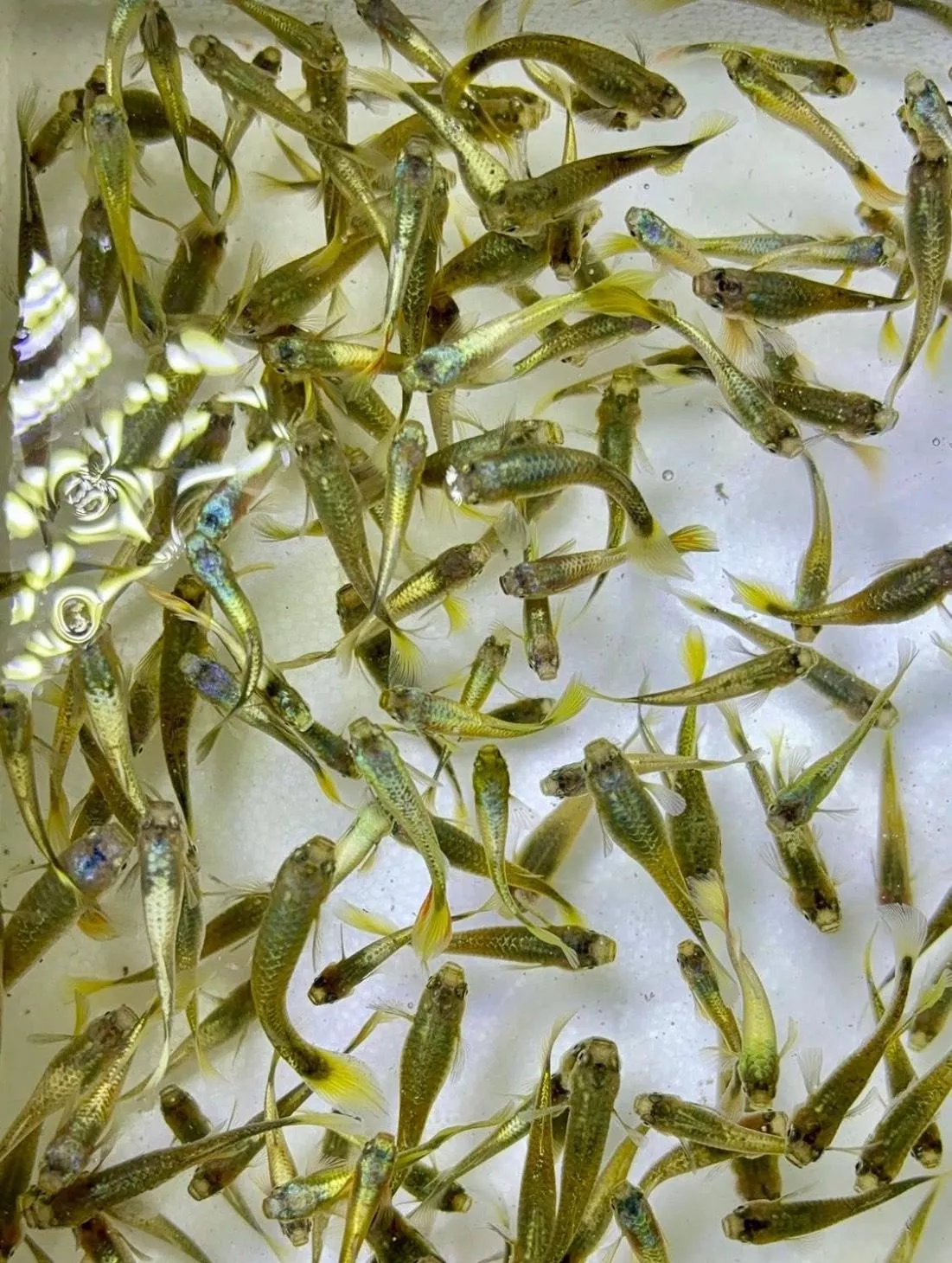 B級黃金甲孔雀魚