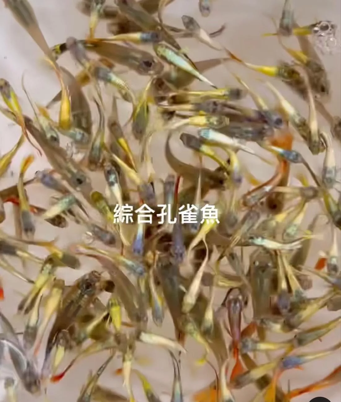 綜合孔雀魚（公母隨機）