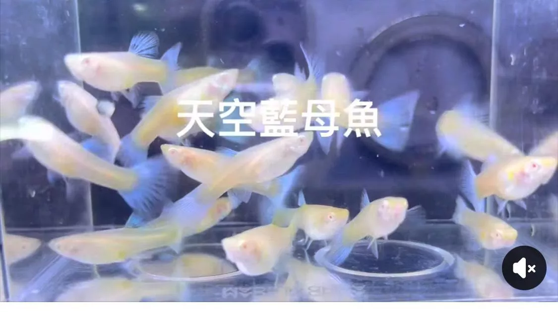 天空藍孔雀魚（種母）