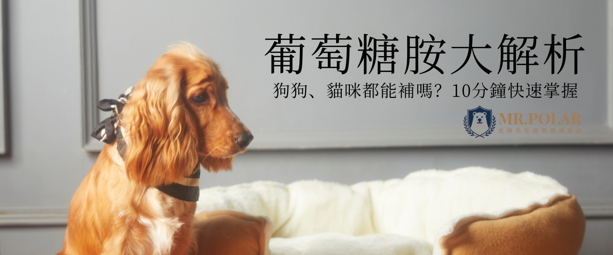 守護毛孩行動力：犬貓葡萄糖胺全攻略（2025 最新版）