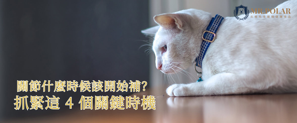 白貓關節保健時機指南，何時開始補充葡萄糖胺，MR.POLAR 北極先生犬貓關節健康食品