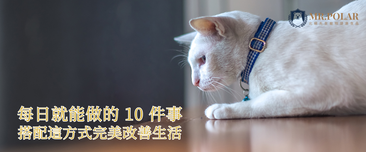 白貓關節保健日常10件事，搭配葡萄糖胺與生活方式改善關節健康，MR.POLAR 北極先生
