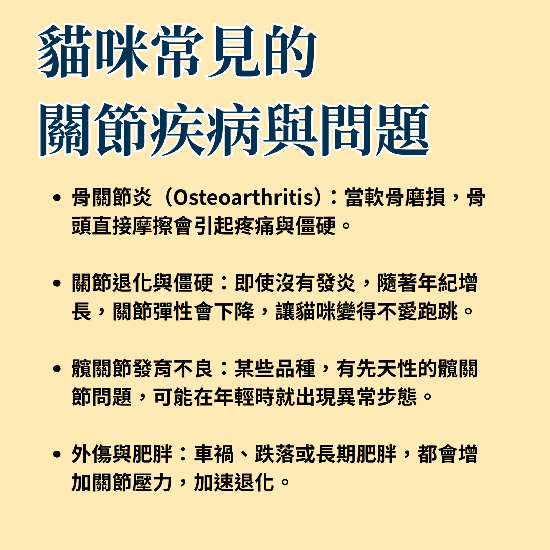 貓咪常見關節疾病與問題的資訊圖表，條列式說明了骨關節炎、關節退化與僵硬、髖關節發育不良、外傷與肥胖等可能的原因。