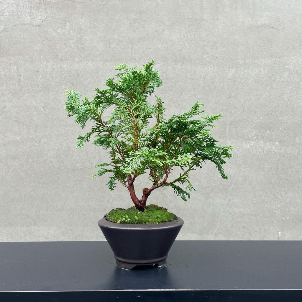 野趣小品盆栽》日本津山檜12．青檜．松柏盆栽野趣小品盆栽