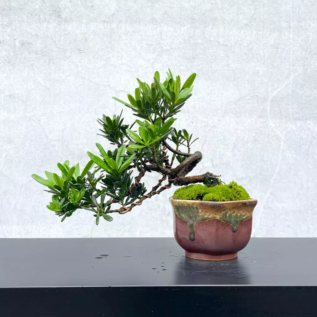 《野趣小品盆栽》滿天星羅漢松．扭轉．松柏盆栽．送禮