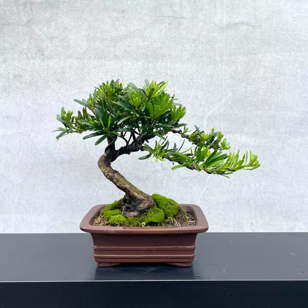 《野趣小品盆栽》羅漢松盆景（精品）松柏盆栽