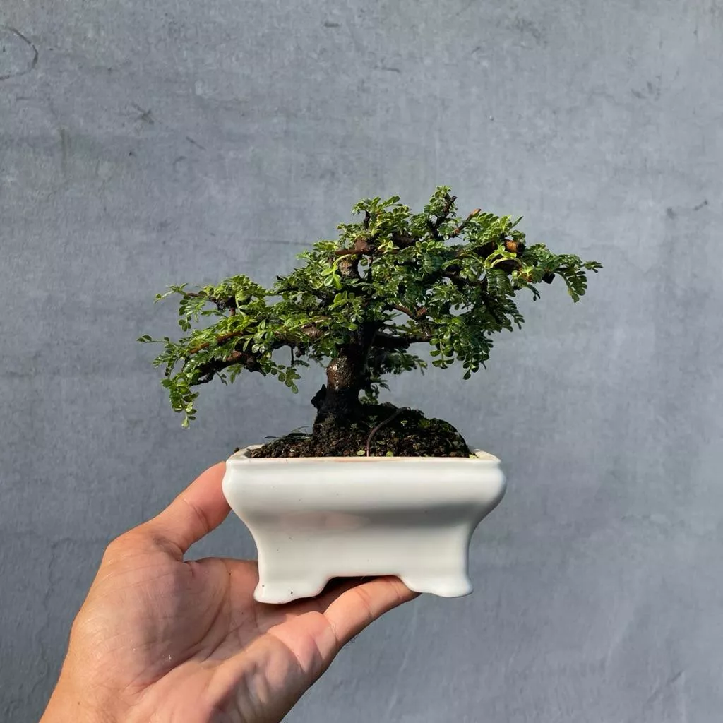 《野趣小品盆栽》姬山椒．磯山椒